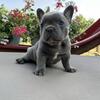 Frenchie  Puppies – 1 Boy & 1 