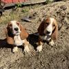 Basset puppies 