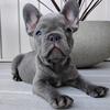Nico AKC French Bulldog