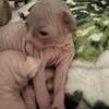 New litter Sphynx kittens DNA NEG parents CFA Reg