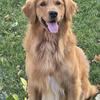 PROVEN SUCCESS! 2 year Male AKC registered golden retriever stud