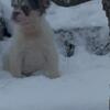  fluffy Frenchie nd Isabella carrier