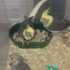 Baby cockatiels for sale (2 boys, 1 girl)