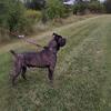 100% Pure Cane Corso Stud — Strong Guardian Line