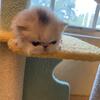 Persian  cat cfa champion line
