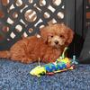 Felisha Beautiful F1B Shih-poo puppy