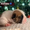 Sweet Frenchie Babies!!