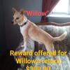 Willow the Chihuahua come home.