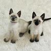 Siamese and bobtail siamese kittens