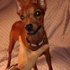 Miniature Pinscher female And black and rust male