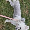 AKC Chinese Crested Male Puppy - Neutered!