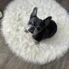 AKC Female French Bulldog 