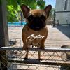 akc french bulldog stud service