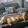 Dachshund puppies 