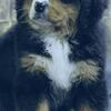 Beautiful Bernese Mountain Dogs