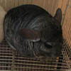 Female Chinchilla