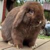 Chocolate vm buck
