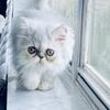 Silver shaded female persian one year old