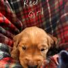 Akc red golden retriever puppy ( red girl) 