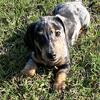 Registered Mini Silver Dapple Dachshund