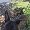 Belgian Malinois puppies