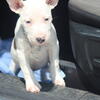 AKC Bull Terriers coming soon ...