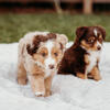 Miniature Australian Shepherd