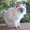Sofia Ragdoll Female Kitten Kittens For Sale Purebred TICA Blue Colorpoint Family Raised