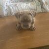Micro bully available