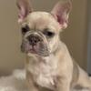 SOLD!!! - AKC registered - Female French Bulldog Puppy