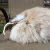 Angora rabbits
