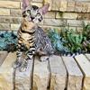 TICA registered bengal female PIXEL