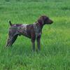 Stud service German Shorthaired Pointer