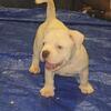American bully puppies 