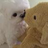 Stunning And Healthy Male Puppies For Sell