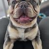 French Bulldog Male Young Adult