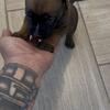 Cane Corso /pitbull puppy 