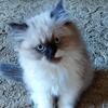 3 Himalayan Kittens / ALL MALE / 1 Flame-Point 2 Ragdoll 