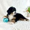 F1B Mini Bernedoodle Puppies Ready Now