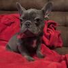 French bulldog