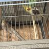 Proven cockatiels 