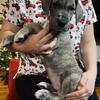 AKC Great Dane puppies, two year health guarantee, family raised