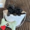 Shih Tzu puppies CKC