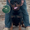 AKC Rottweiler Stud Service