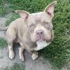 Adult Male American bully for sale 