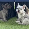 French bulldog 