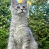 Maine Coon kitten for sale