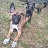 Rhysand - AKC Belgian Malinois Puppy