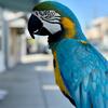 Blue & Gold Macaw