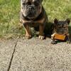 French bulldog pups Jan.1st 2025 fluffy carriers both parents  